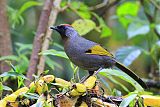 Silver-eared Laughingthrush